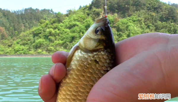 鲫鱼用什么打窝，鲫鱼打窝用什么饵料最好