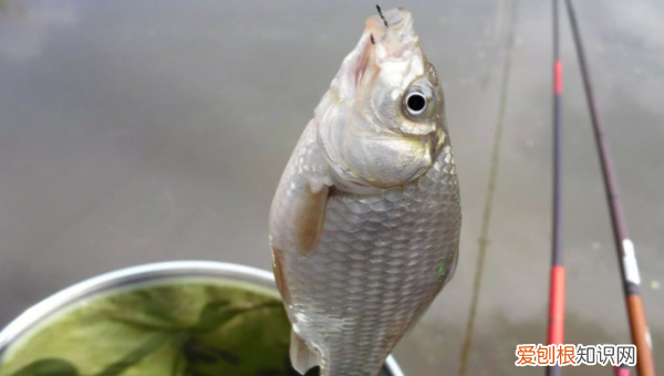 鲫鱼用什么打窝，鲫鱼打窝用什么饵料最好