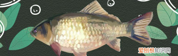 鲫鱼用什么打窝，鲫鱼打窝用什么饵料最好