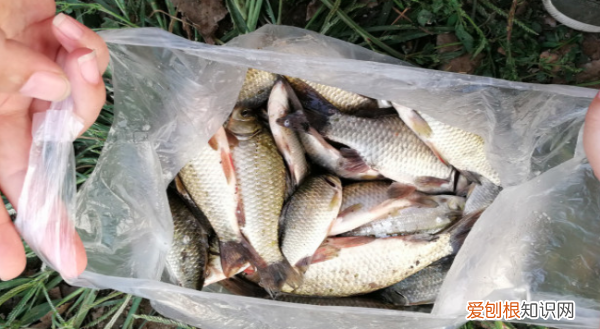 鲫鱼用什么打窝，鲫鱼打窝用什么饵料最好