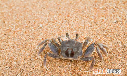 蟹里面的黑膏是什么东西