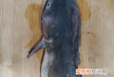 怎么炖清江鱼好吃，炖清江鱼的家常做法