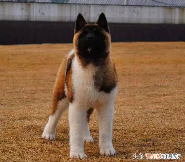 狗狗品种介绍大全 宠物狗品种大全