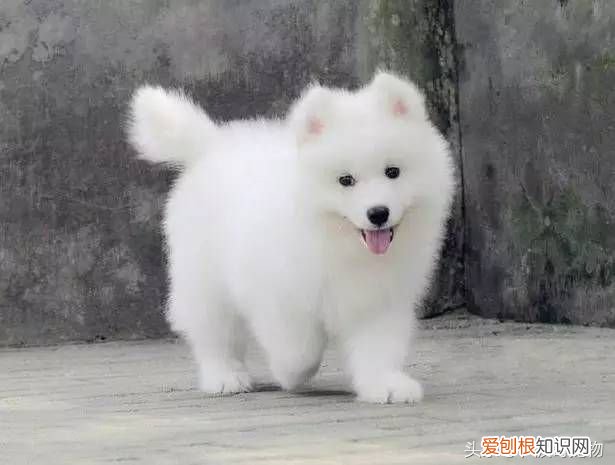 狗狗品种介绍大全 宠物狗品种大全