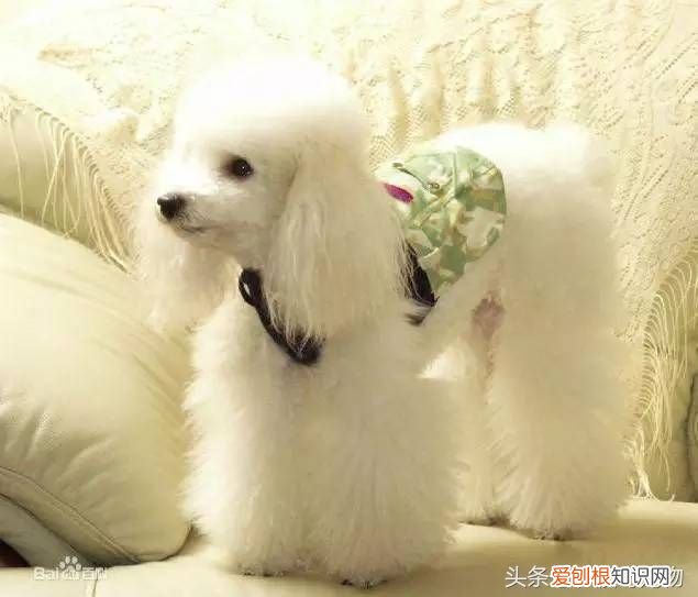 狗狗品种介绍大全 宠物狗品种大全