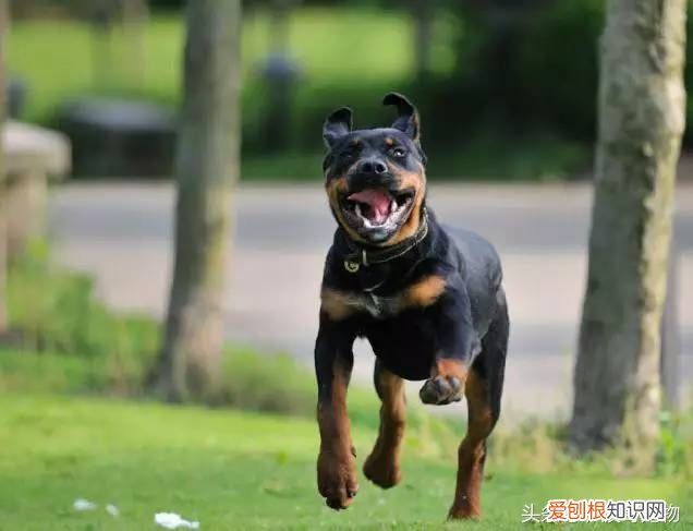 狗狗品种介绍大全 宠物狗品种大全