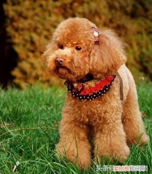 狗狗品种介绍大全 宠物狗品种大全