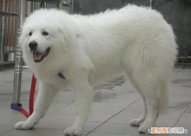 狗狗品种介绍大全 宠物狗品种大全