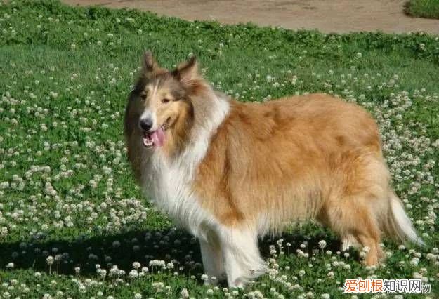 狗狗品种介绍大全 宠物狗品种大全