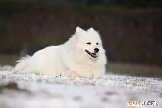 狗狗品种介绍大全 宠物狗品种大全