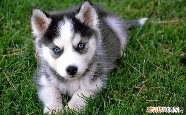 狗狗品种介绍大全 宠物狗品种大全