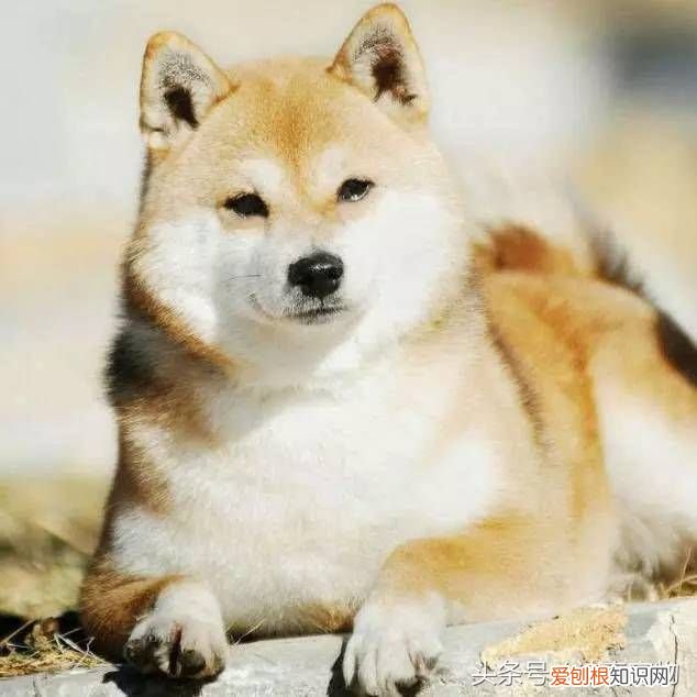 狗狗品种介绍大全 宠物狗品种大全