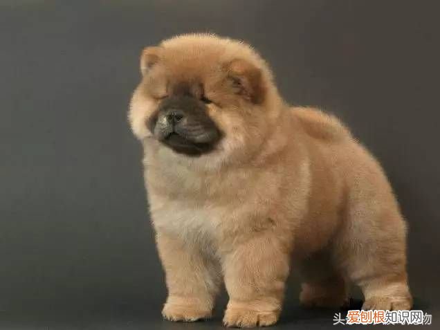 狗狗品种介绍大全 宠物狗品种大全