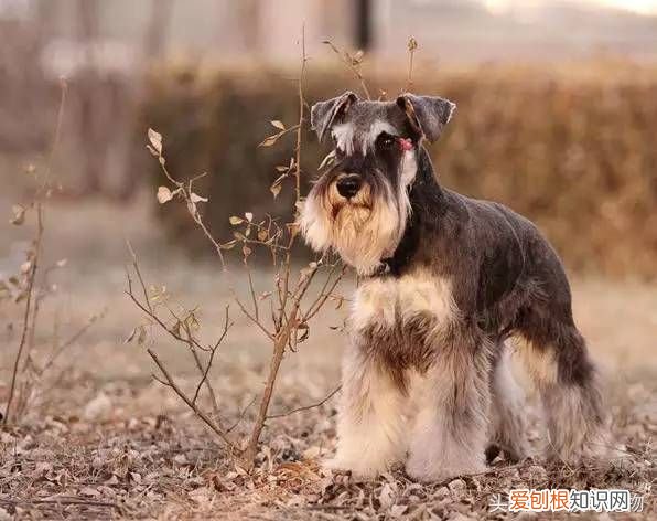 狗狗品种介绍大全 宠物狗品种大全