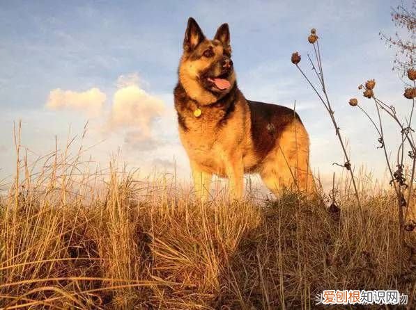 狗狗品种介绍大全 宠物狗品种大全