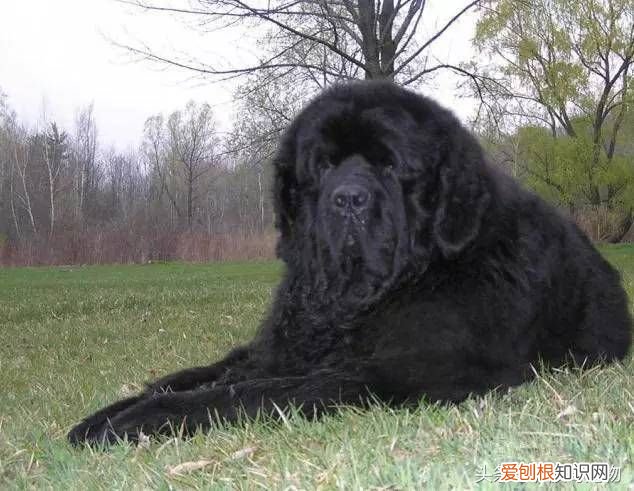 狗狗品种介绍大全 宠物狗品种大全