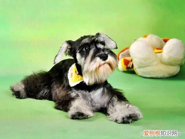 狗狗品种介绍大全 宠物狗品种大全