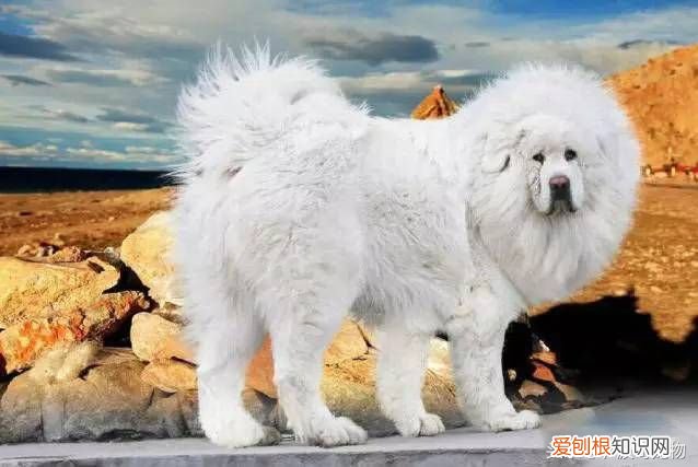 狗狗品种介绍大全 宠物狗品种大全