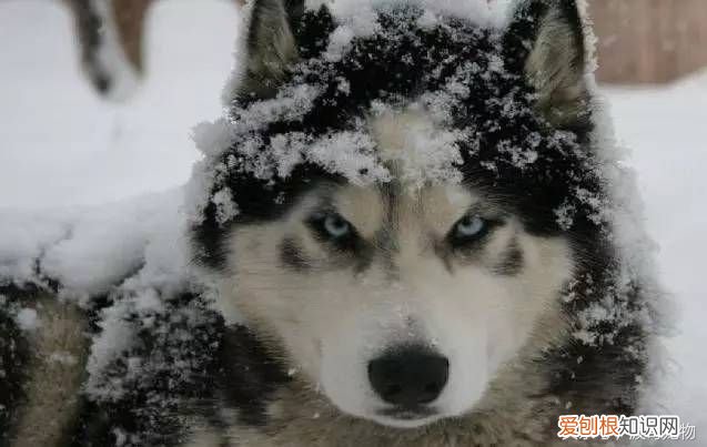 狗狗品种介绍大全 宠物狗品种大全