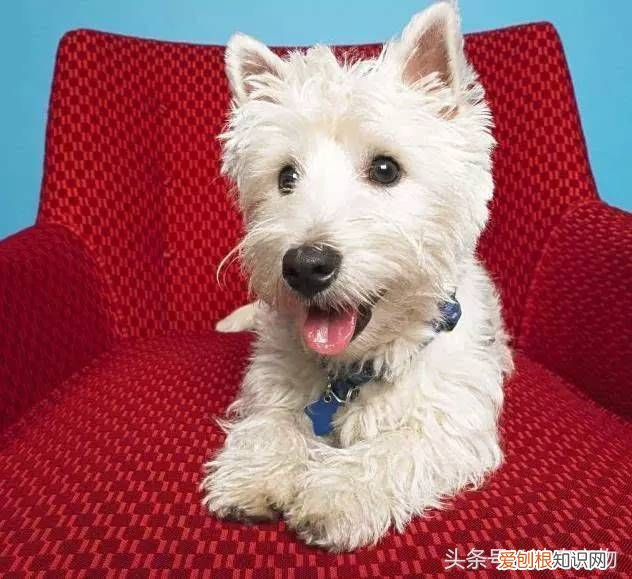 狗狗品种介绍大全 宠物狗品种大全