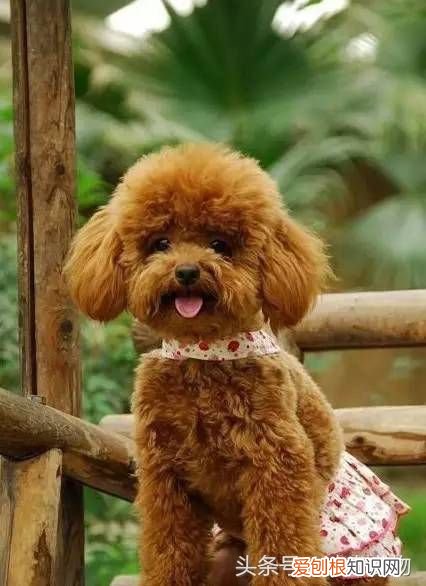 狗狗品种介绍大全 宠物狗品种大全