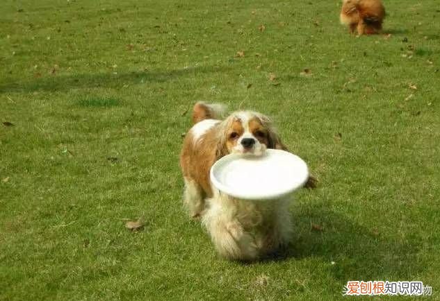 狗狗品种介绍大全 宠物狗品种大全