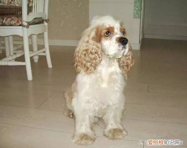 狗狗品种介绍大全 宠物狗品种大全