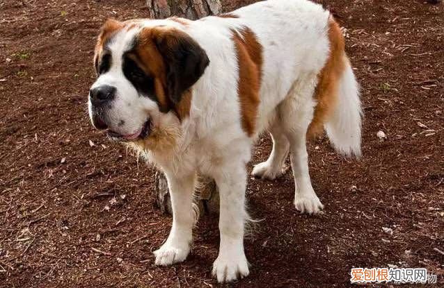 狗狗品种介绍大全 宠物狗品种大全