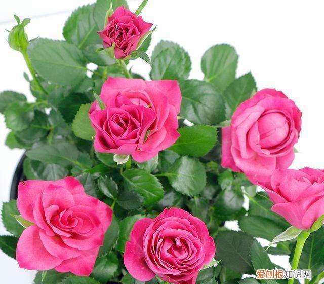 爱情打油诗四首 爱情打油诗