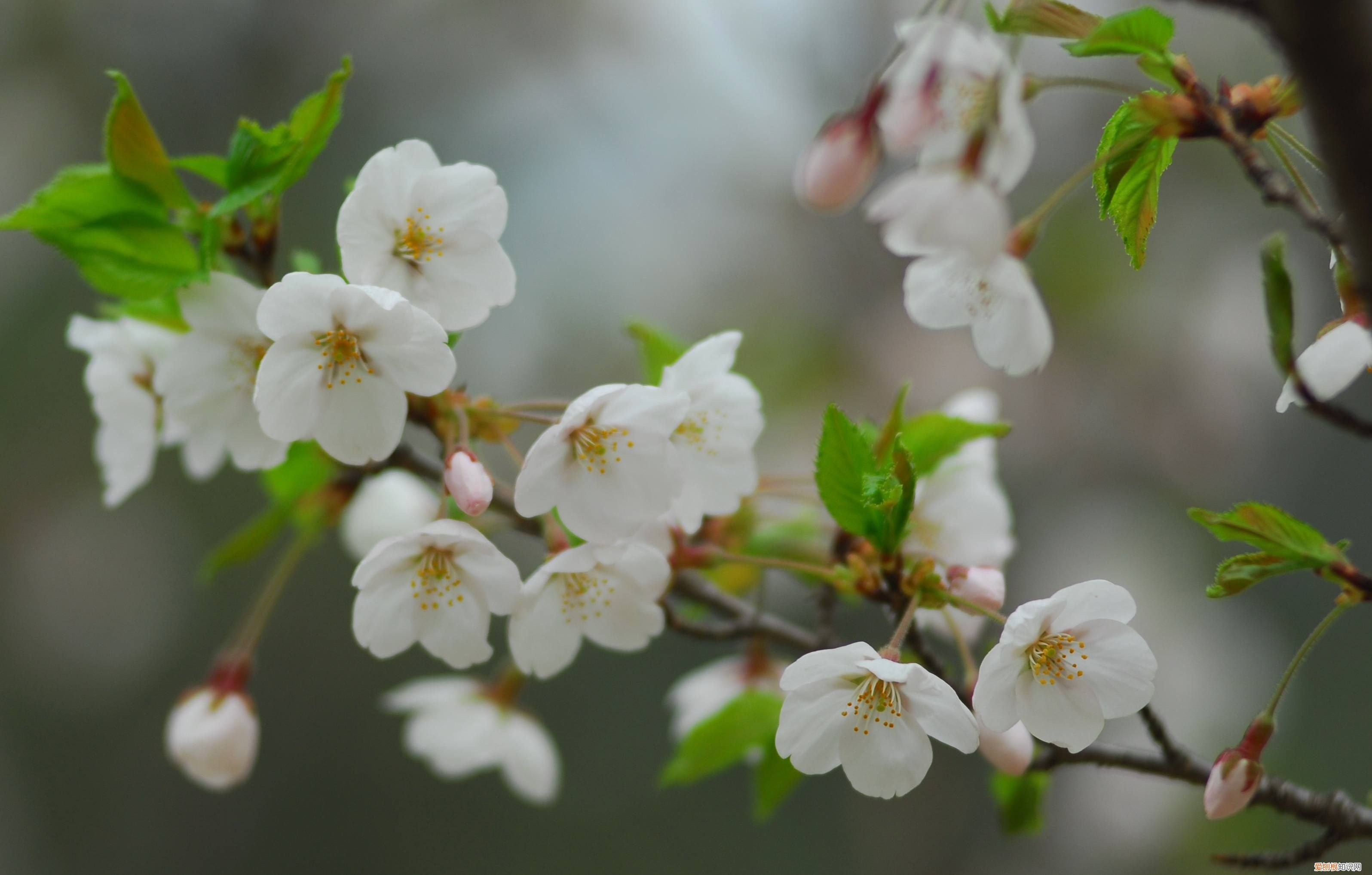 爱情打油诗四首 爱情打油诗