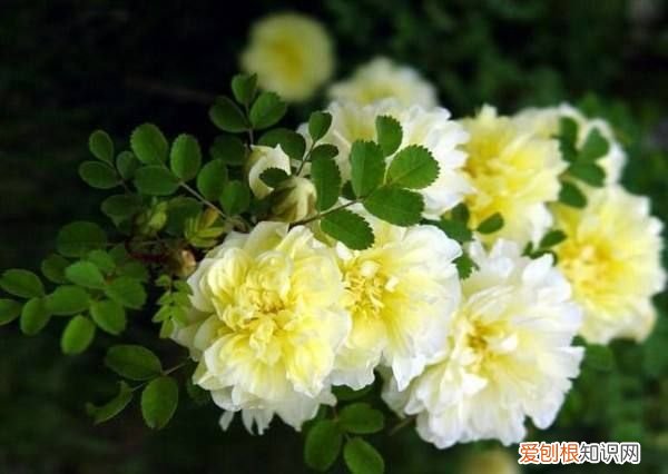 爱情打油诗四首 爱情打油诗