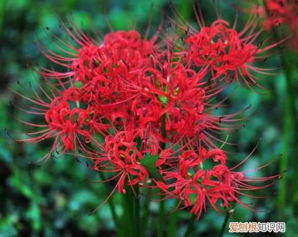 爱情打油诗四首 爱情打油诗