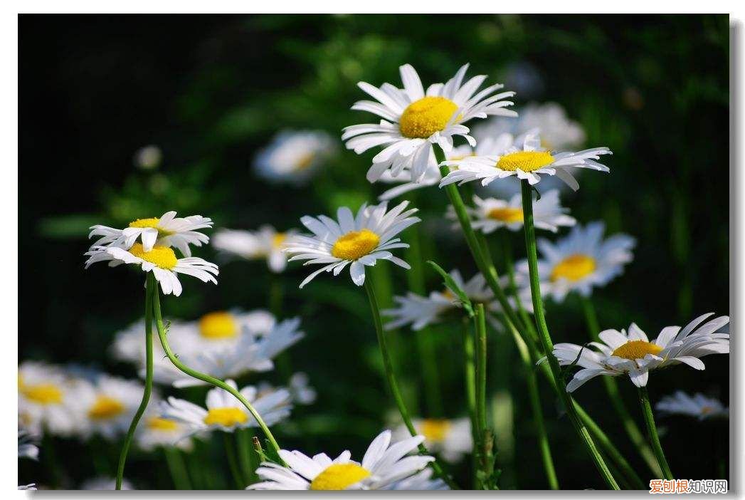 爱情打油诗四首 爱情打油诗