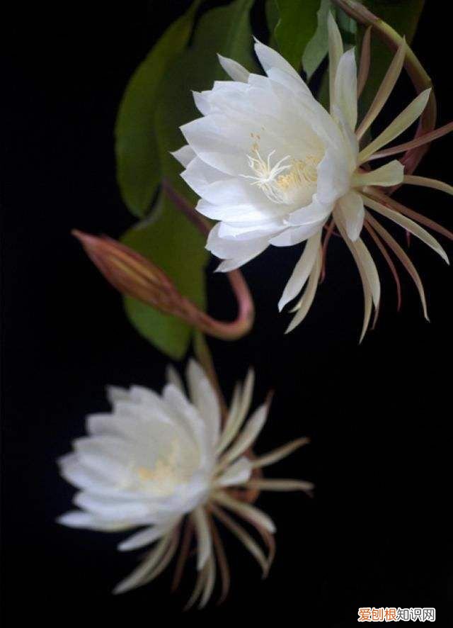 爱情打油诗四首 爱情打油诗