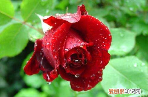 爱情打油诗四首 爱情打油诗