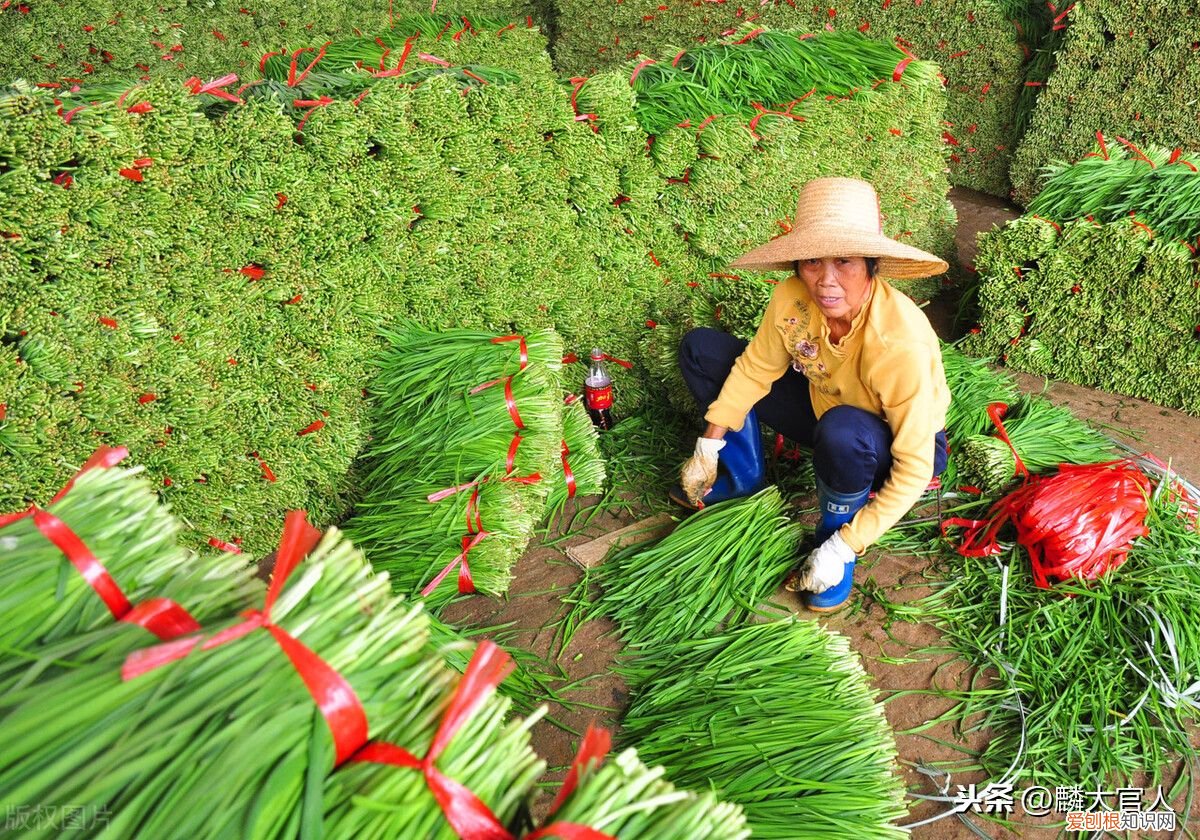 韭黄”和“韭菜”有啥区别 韭黄是什么东西