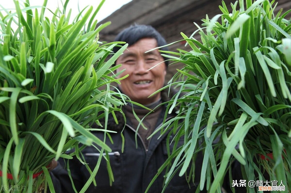 韭黄”和“韭菜”有啥区别 韭黄是什么东西