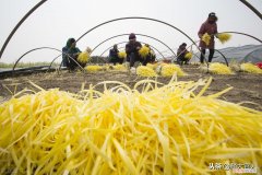 韭黄”和“韭菜”有啥区别 韭黄是什么东西