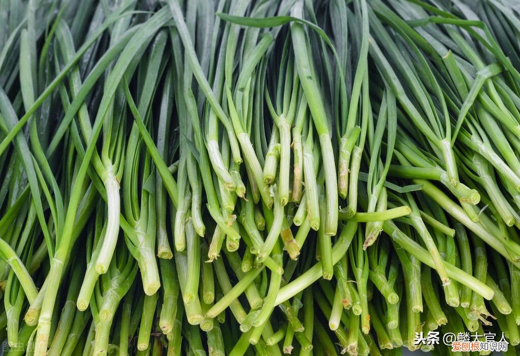 韭黄”和“韭菜”有啥区别 韭黄是什么东西