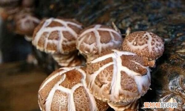 花菇和冬菇有多大的区别？ 冬菇是什么意思