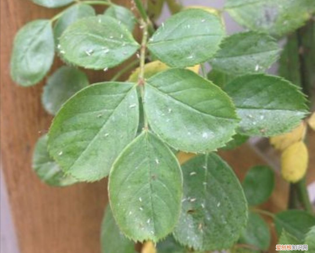 花盆里的小飞虫教你几个除虫小方法 花盆里有小飞虫