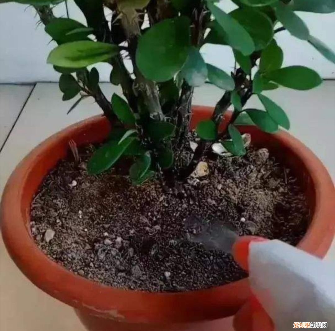 花盆里的小飞虫教你几个除虫小方法 花盆里有小飞虫