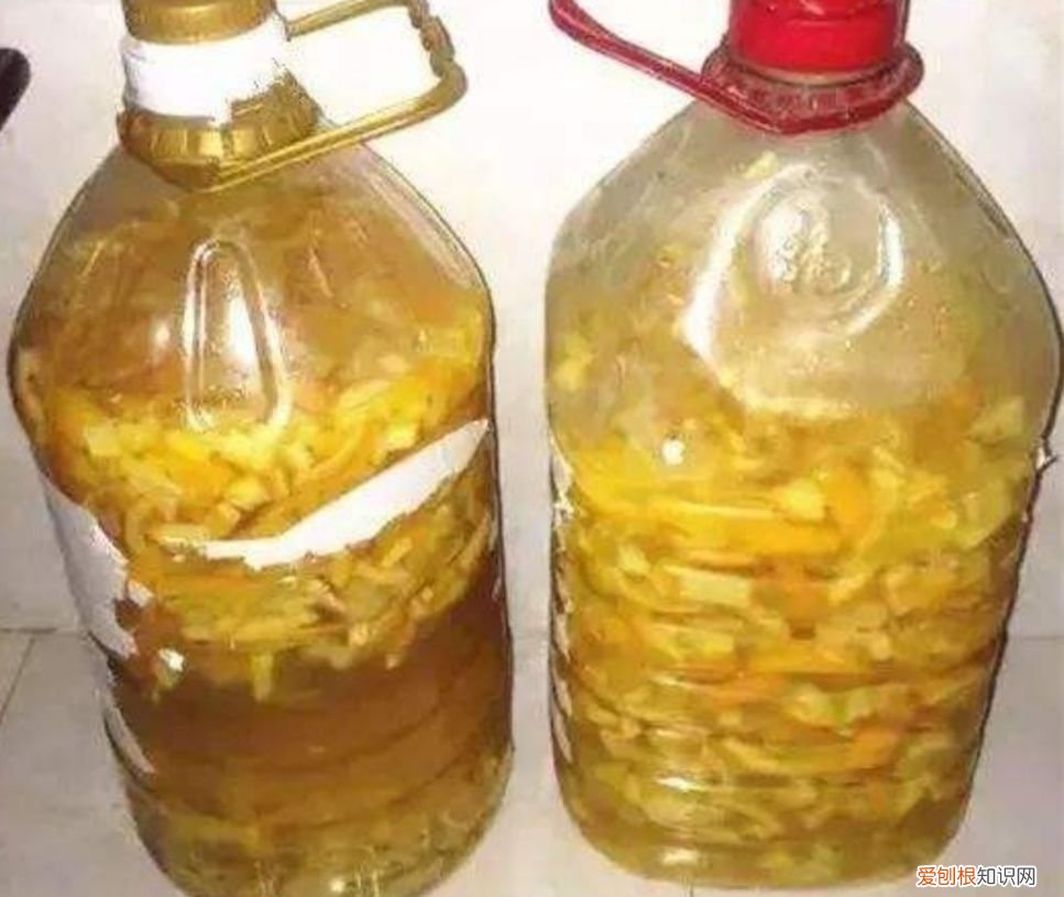 花盆里的小飞虫教你几个除虫小方法 花盆里有小飞虫