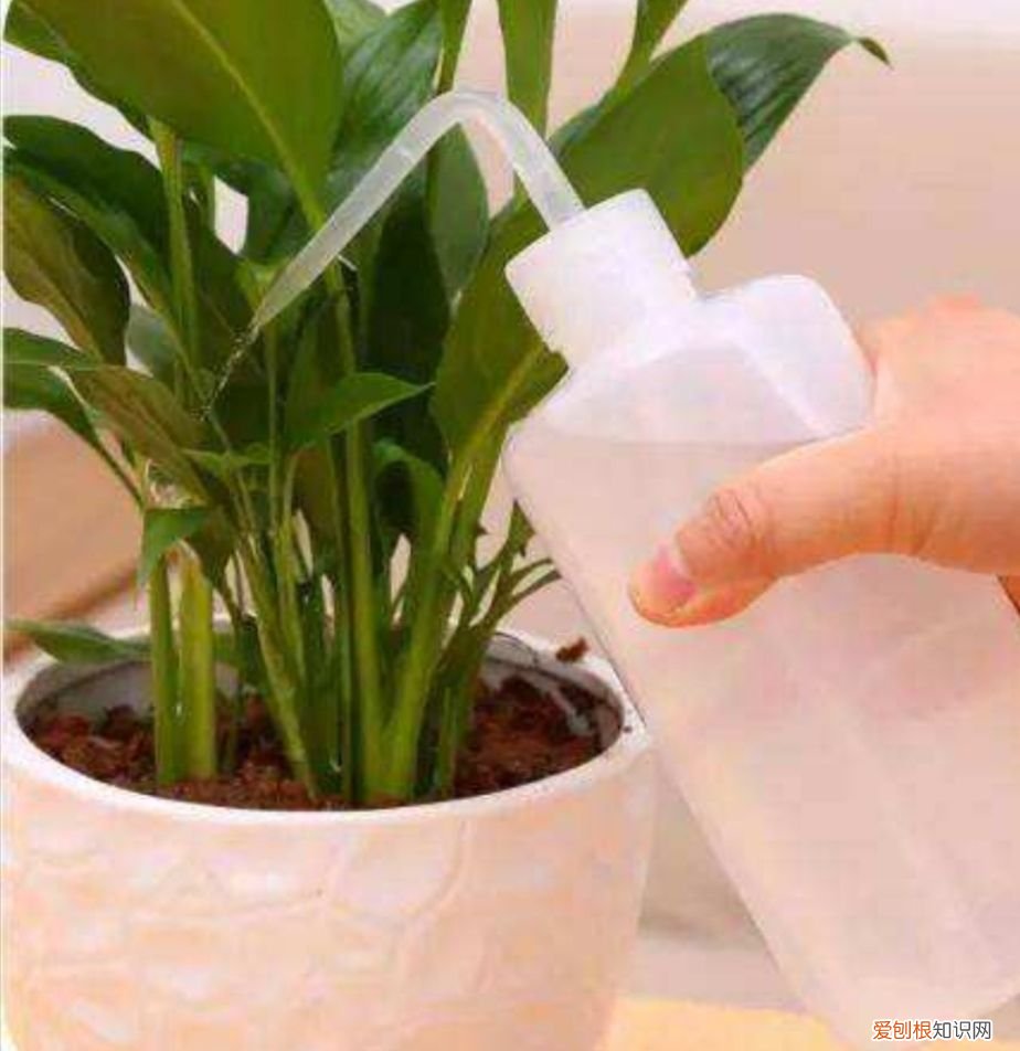 花盆里的小飞虫教你几个除虫小方法 花盆里有小飞虫