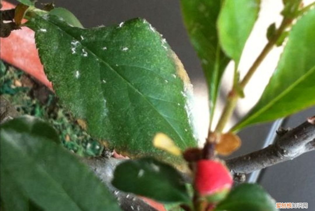 花盆里的小飞虫教你几个除虫小方法 花盆里有小飞虫