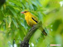 那么到底什么是意象？ 什么是意象