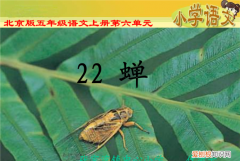 蝉的介绍，中学七年级上册第三课蝉这篇文章的写作背景是什么