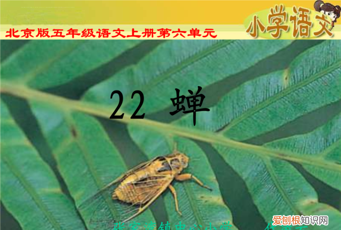 蝉的介绍,中学七年级上册第三课蝉这篇文章的写作背景是什么