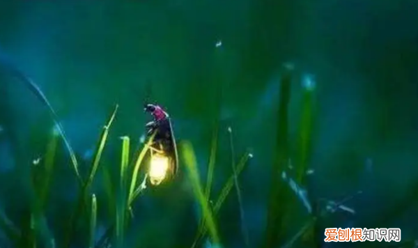 萤火虫有几只脚