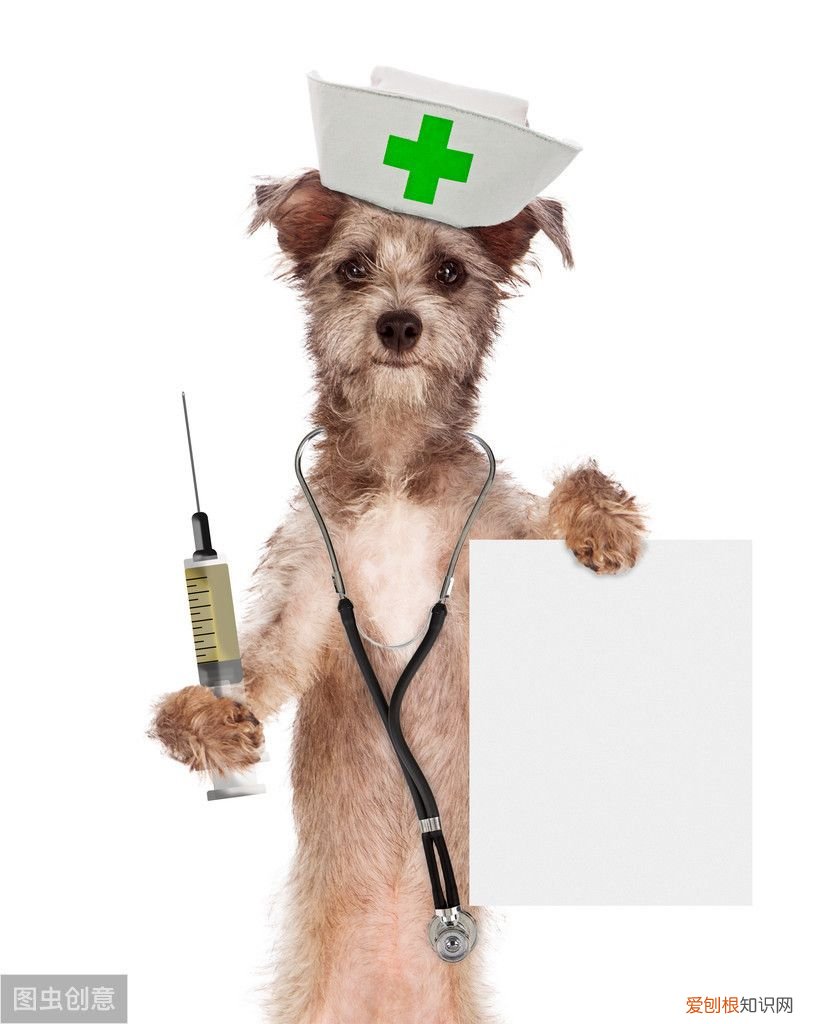 狂犬病的传播途径有哪些？ 狂犬病的传播途径